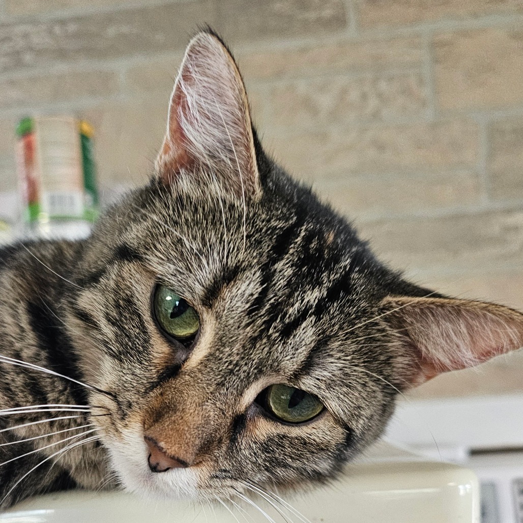 Clover, an adoptable Domestic Short Hair in Grinnell, IA, 50112 | Photo Image 6