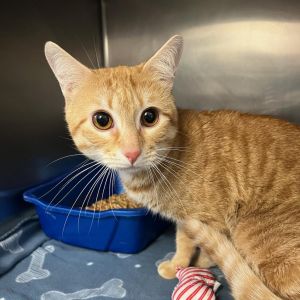 Meet August a handsome 2-year-old male orange tabby August is a charming and affectionate companio