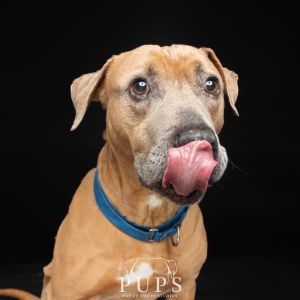 Rocky, Senior Male Mixed Breed