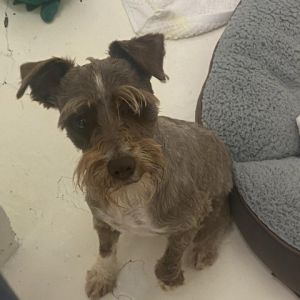 Patrick is a 1-12- 2 year old chocolate Schnauzer He is super sweet healthy and happy Patrick is