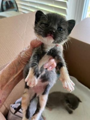 Wilma, Baby Female Domestic Short Hair