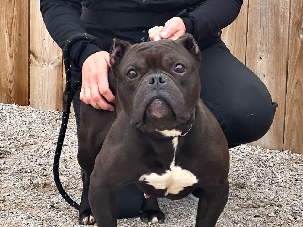 Star-C, an adoptable American Bulldog in Muskegon, MI, 49442 | Photo Image 1