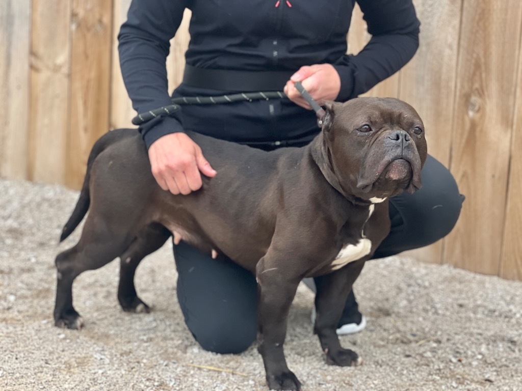 Star-C, an adoptable American Bulldog in Muskegon, MI, 49442 | Photo Image 2