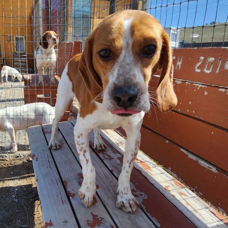 Cilantro, an adoptable Beagle in Hartville, WY, 82215 | Photo Image 2
