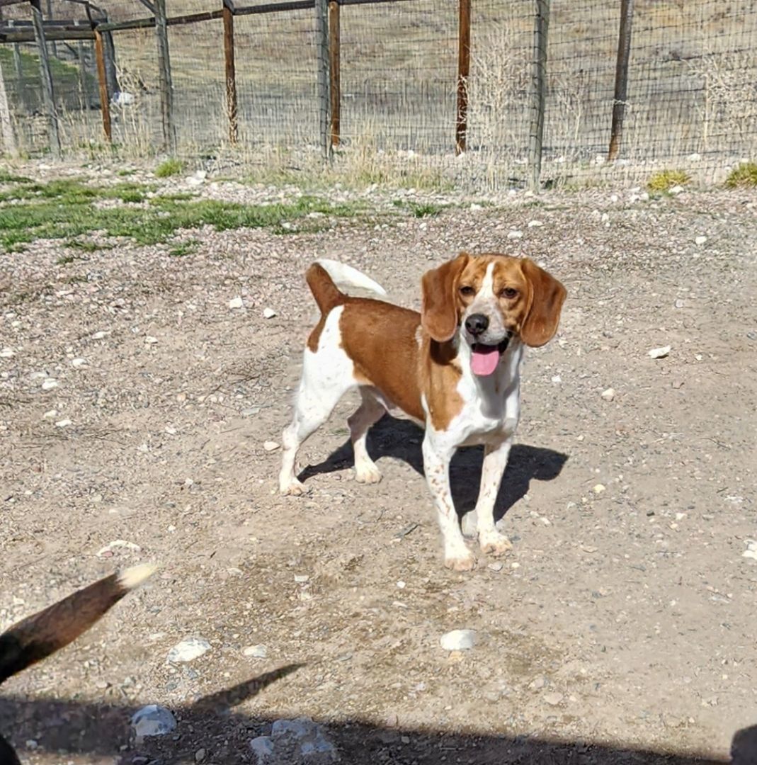 Cilantro, an adoptable Beagle in Hartville, WY, 82215 | Photo Image 3