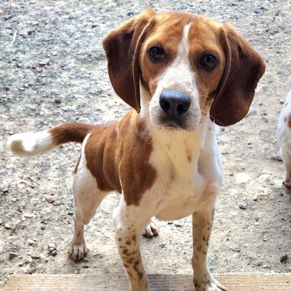 Cilantro, an adoptable Beagle in Hartville, WY, 82215 | Photo Image 1