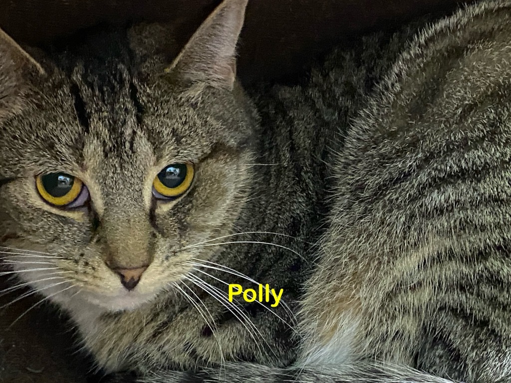 Polly, an adoptable Domestic Short Hair in Plattsburgh, NY, 12901 | Photo Image 1