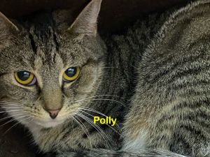 Dolly, Adult Female unknown