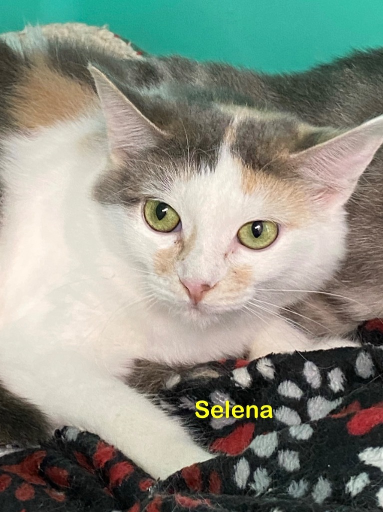 Selena, an adoptable Domestic Short Hair in Plattsburgh, NY, 12901 | Photo Image 1
