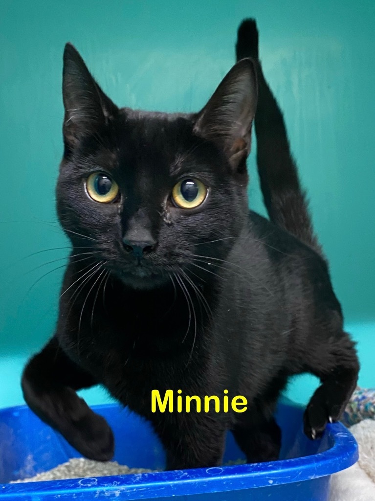 Minnie, an adoptable Domestic Short Hair in Plattsburgh, NY, 12901 | Photo Image 1