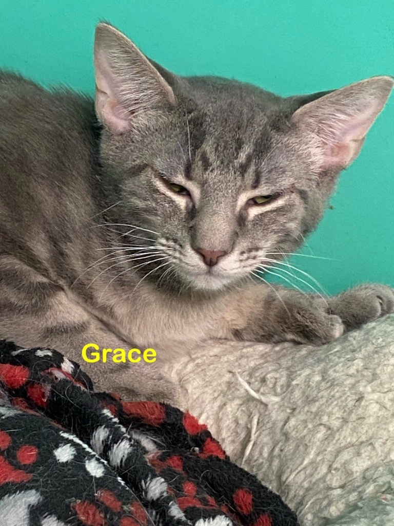 Grace, an adoptable Domestic Short Hair in Plattsburgh, NY, 12901 | Photo Image 1