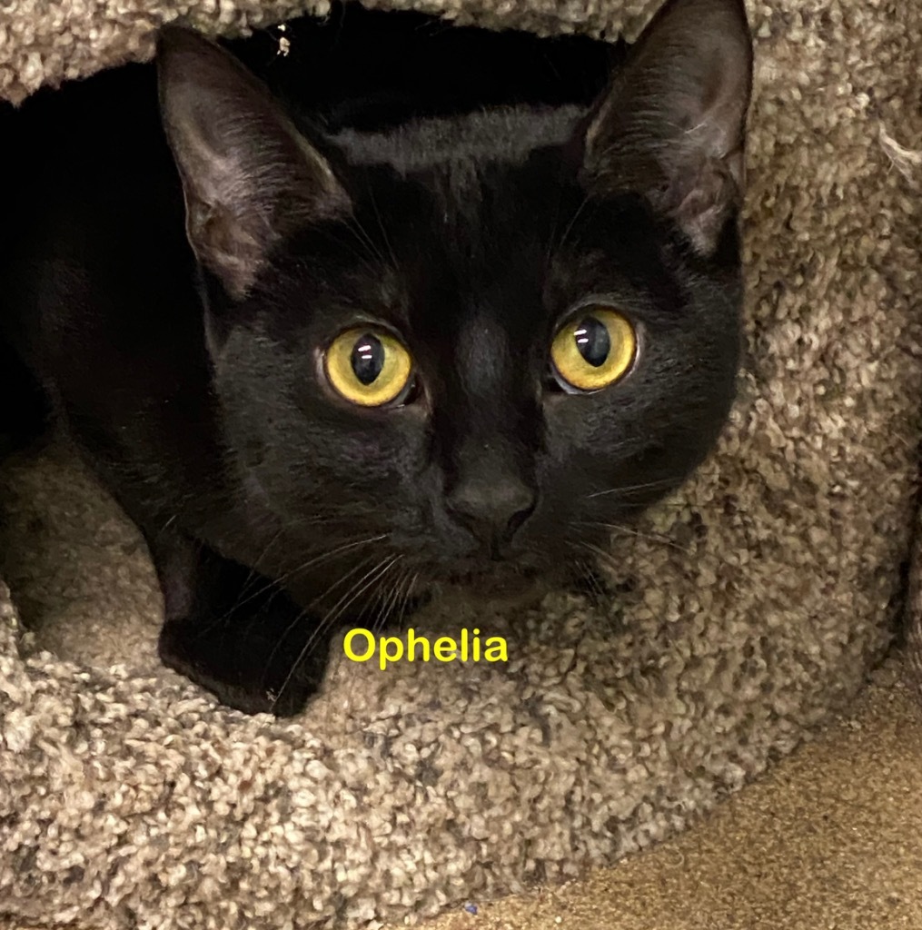 Ophelia, an adoptable Domestic Short Hair in Plattsburgh, NY, 12901 | Photo Image 1