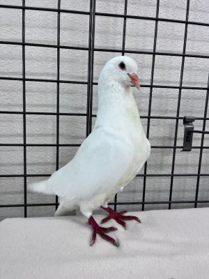 Pudge is a large gentle king pigeon who was dumped in a box on the side of the road with