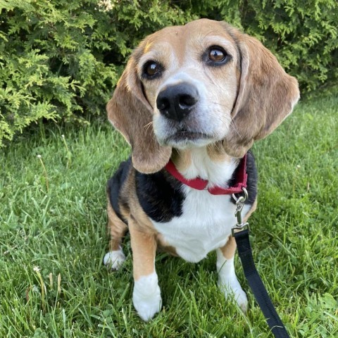 Dog for adoption Kayla a Beagle in Quakertown PA Petfinder