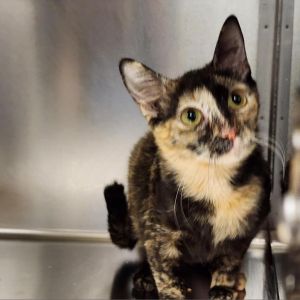 Meet Enchanted a captivating 5-year-old female calico Enchanted is as enchanting as her name sugge
