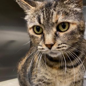Miss Americana is an elegant 8-year-old female brown tabby with a regal presence and a heart full of