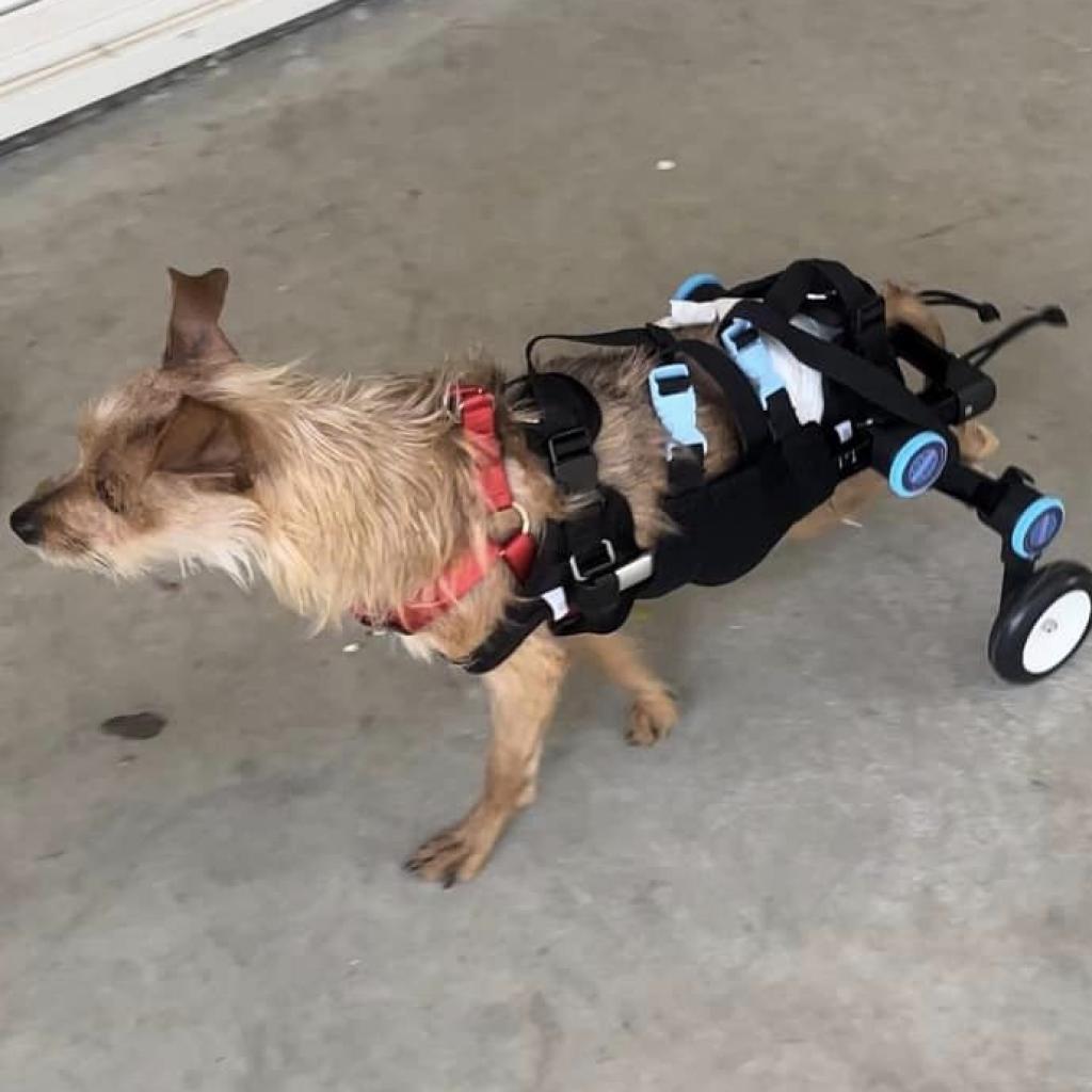 Fred, an adoptable Terrier in Grass Valley, CA, 95945 | Photo Image 4