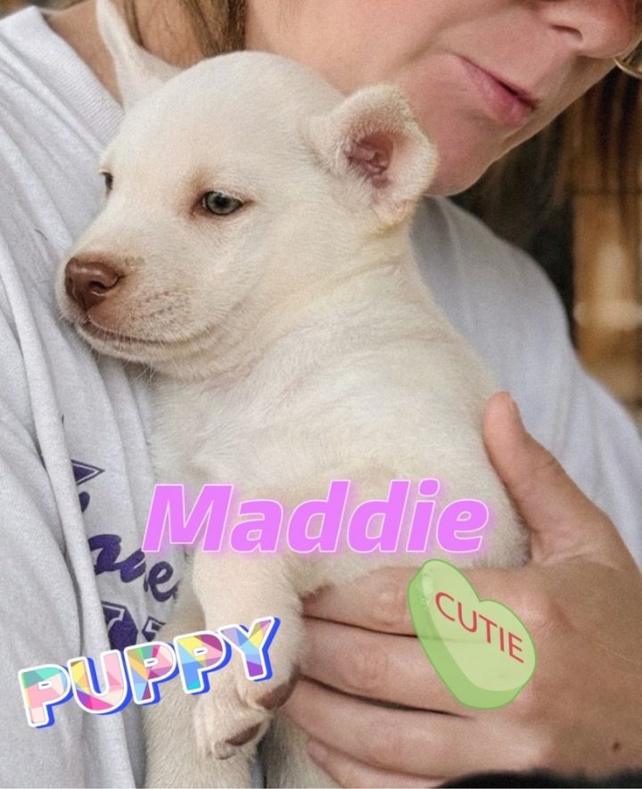 Maddie 1