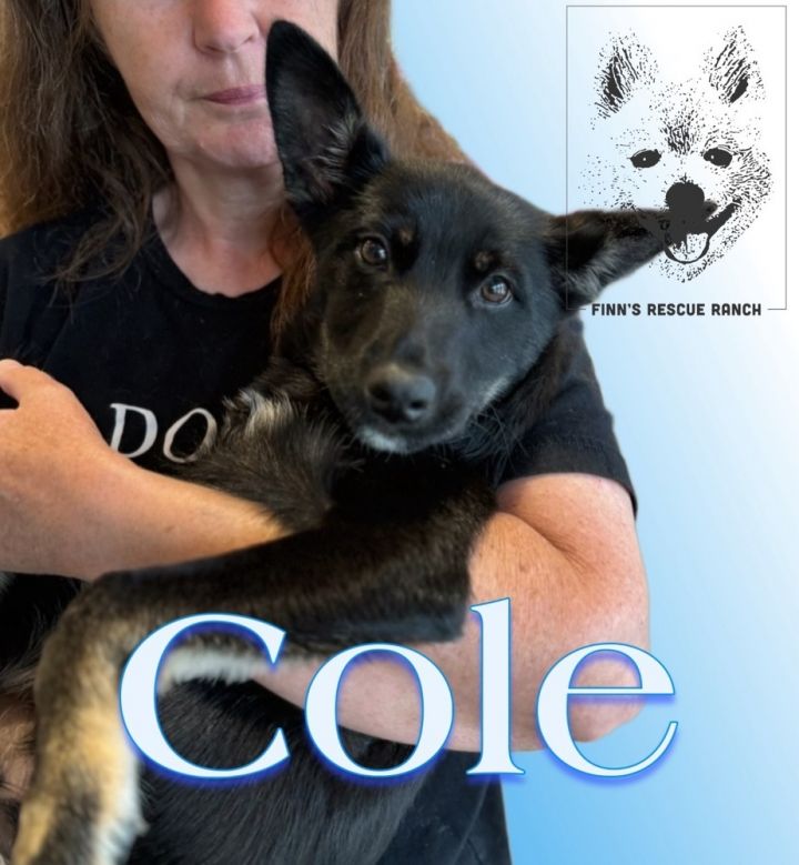 Cole 1
