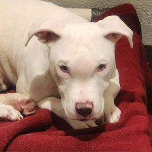 Meet Opie a charming 6-month-old white male Bulldog-mix Opie is a bundle of energy and affection 