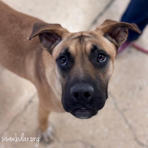 Brussel Sprouts, an adoptable Boxer, Mixed Breed in Cheyenne, WY, 82009 | Photo Image 1