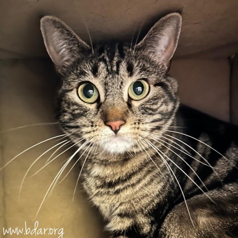 Bee, an adoptable Domestic Short Hair in Cheyenne, WY, 82009 | Photo Image 2