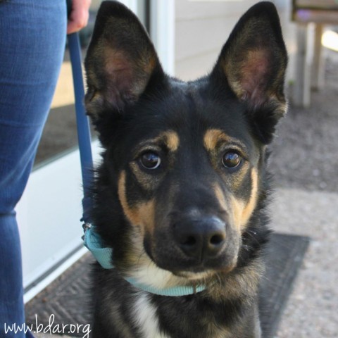Peanut Butter, an adoptable Shepherd, Mixed Breed in Cheyenne, WY, 82009 | Photo Image 1