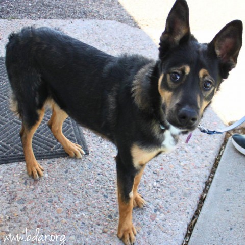 Peanut Butter, an adoptable Shepherd, Mixed Breed in Cheyenne, WY, 82009 | Photo Image 2