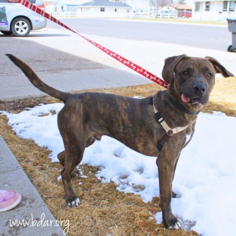 Penguin, an adoptable Pit Bull Terrier, Hound in Cheyenne, WY, 82009 | Photo Image 2
