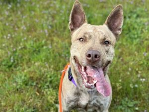 Hi my name is Jericho and I would love to meet you I have been at the shelter 