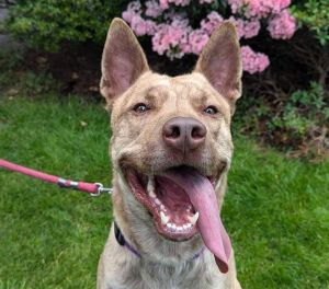 Hi my name is Jericho and I would love to meet you I have been at the shelter since Mar