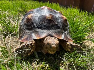 Hello there my name is Frida Im a juvenile female Sulcata tortoise looking to roam around my new 