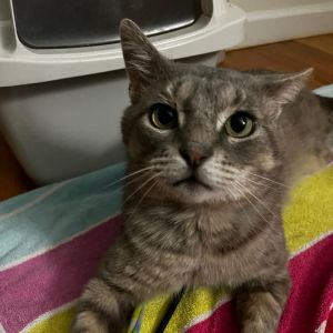 Pieper, Adult Male Domestic Short Hair