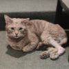 Pieper photo 3