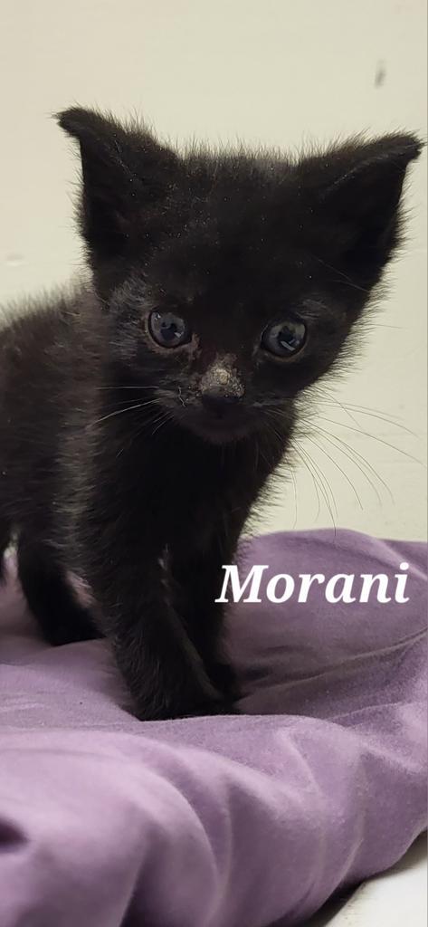 Morani 2