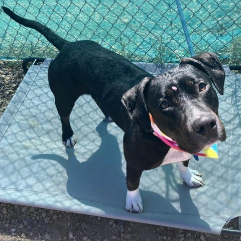 Buttercup, an adoptable Pit Bull Terrier in Show Low, AZ, 85901 | Photo Image 1