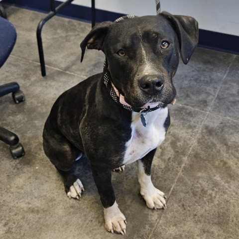 Buttercup, an adoptable Pit Bull Terrier in Show Low, AZ, 85901 | Photo Image 2