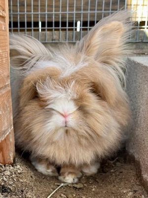 TRES LECHE French Lop Rabbit