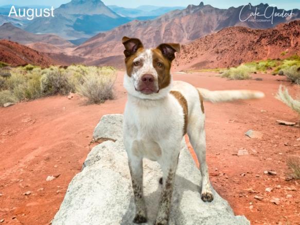 AUGUST, an adoptable Mixed Breed in Santa Fe, NM, 87507 | Photo Image 1