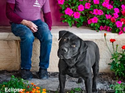 ECLIPSE, an adoptable Mixed Breed in Santa Fe, NM, 87507 | Photo Image 1