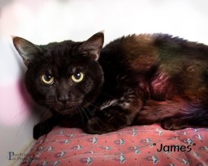 James Domestic Short Hair Cat