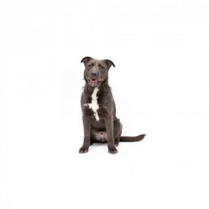 Meet Marty a spirited and lovable canine companion with a tail that wags like theres no tomorrow 