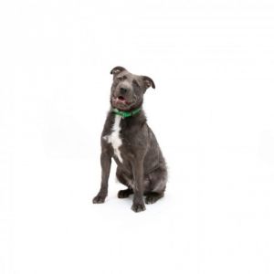 Meet Marty a spirited and lovable canine companion with a tail that wags like t