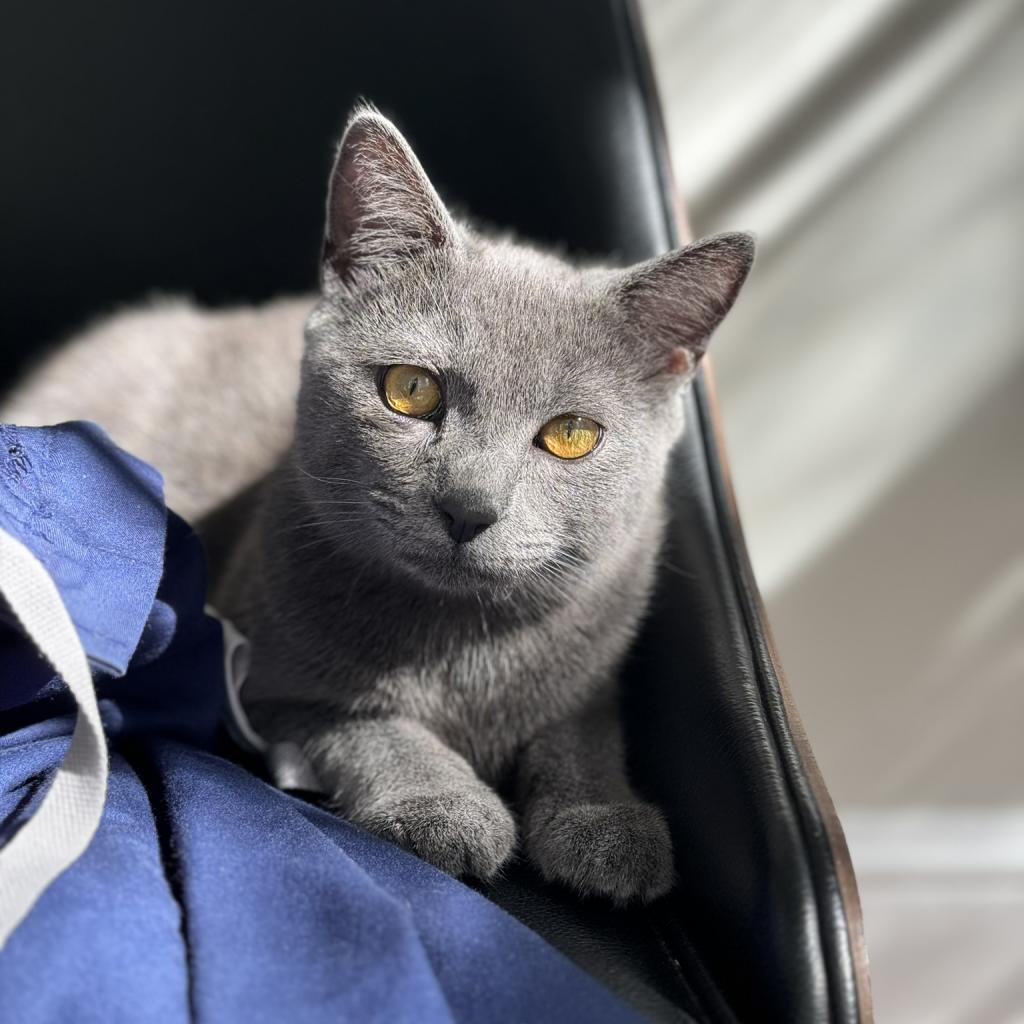 Hippo, an adoptable Chartreux in Lynchburg, VA, 24502 | Photo Image 1