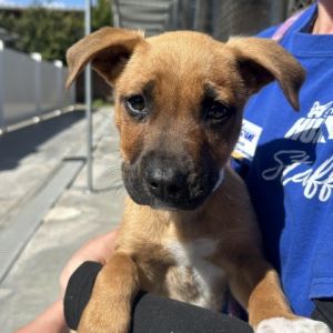 Hi My name is Marcia and Im at the Santa Barbara Campus Im a 2 month old female Terrier mix