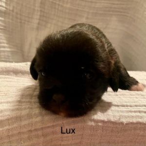 Lux Chihuahua Dog