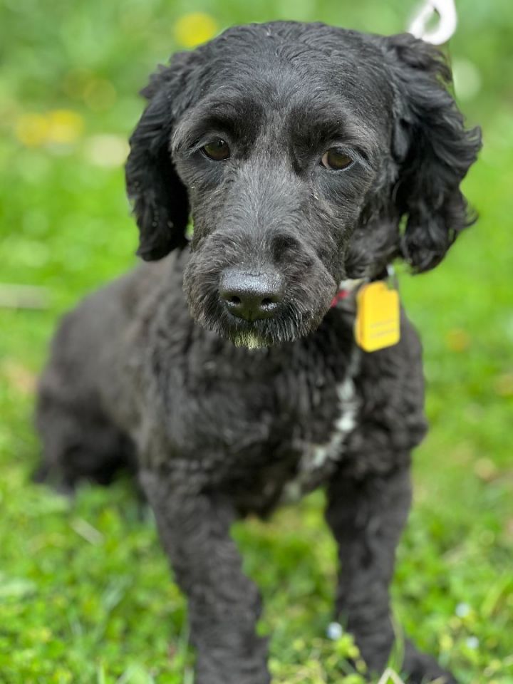 Dog For Adoption - Ginger, A Skye Terrier & Poodle Mix In Malvern, Pa 