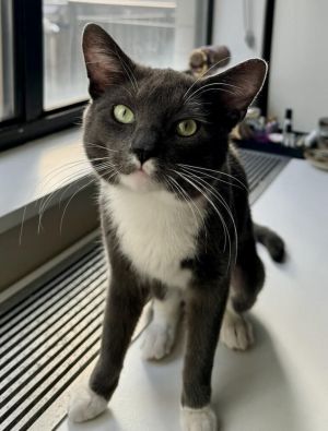 Clyde, Young Male American Shorthair