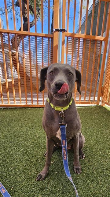 FRANKIE, an adoptable Weimaraner, Mixed Breed in Las Vegas, NV, 89101 | Photo Image 1