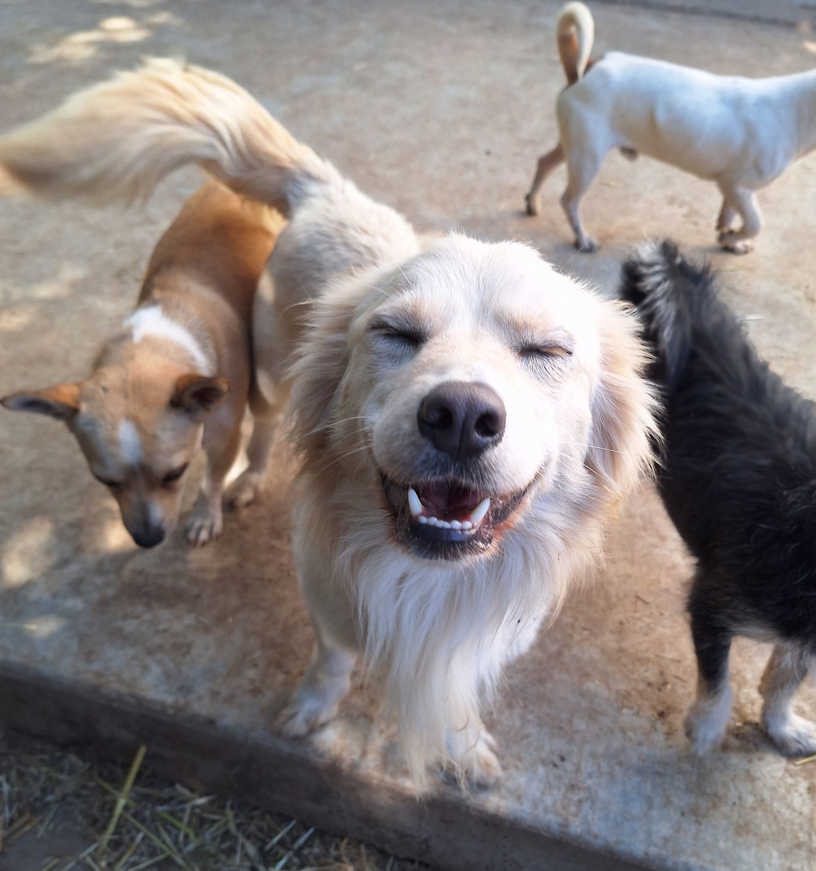 STANN, an adoptable Spaniel, Eskimo Dog in Chico, CA, 95973 | Photo Image 1